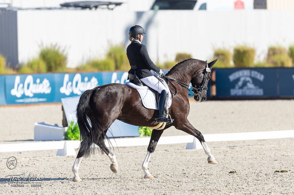 Delovely (Goldberg x Desperados x Fürst Heinrich)